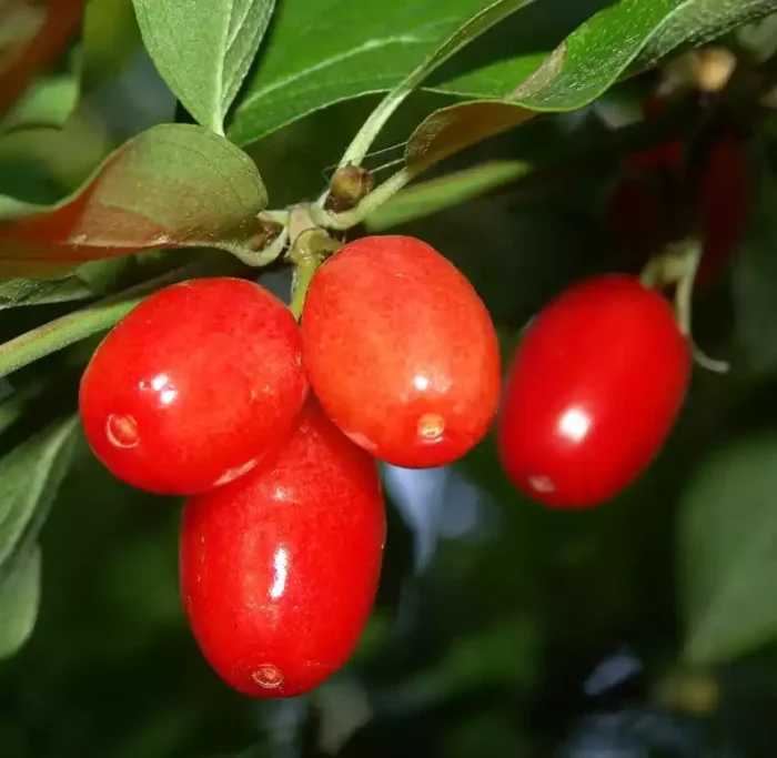 КИЗИЛ ОБЫКНОВЕННЫЙ МАКРОКАРПА (CORNUS MACROCARPA)